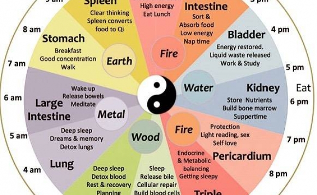 The TCM Organ Clock: your natural rhythm as a guide to good health