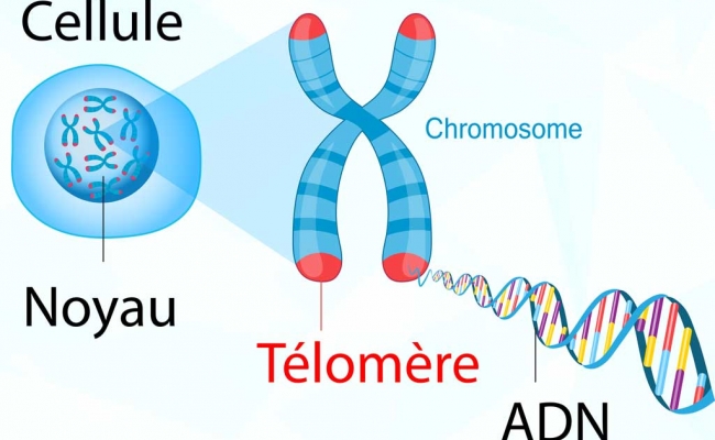 Astragalus & Telomeres: How a Traditional Herbal Extract is Making Its Mark in the Science of Anti-ageing